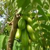 Papaya